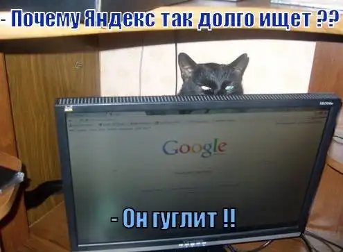 Забавный котопозитив