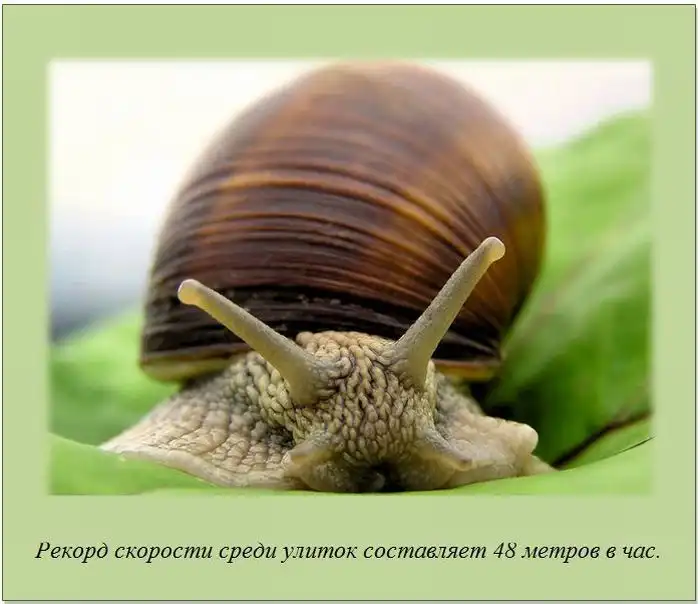 Факты обо всем на свете