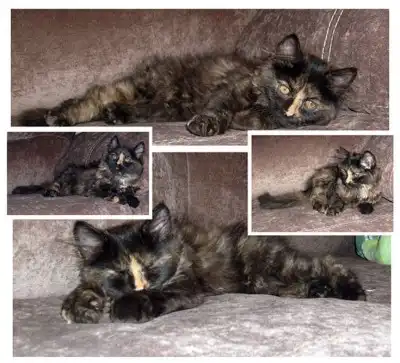 Пушистый чертенок-котенок в добрые руки!