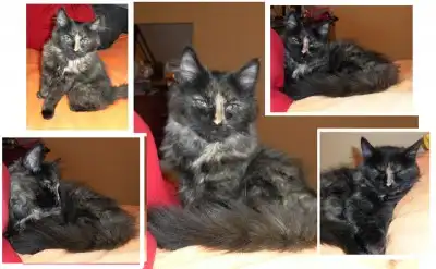 Пушистый чертенок-котенок в добрые руки!