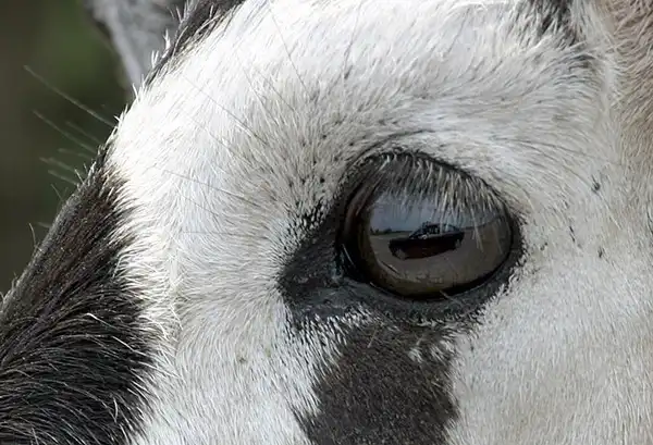 Зрачки животных