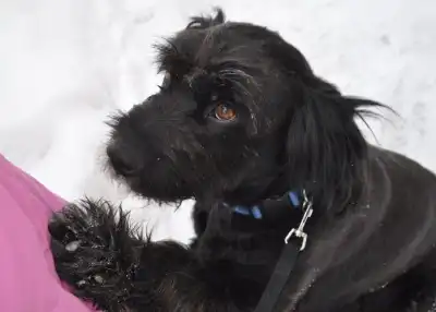 Отдам в хорошие руки собаку Кармен