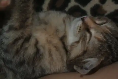 Усатые-полосатые братик и сестрёнка!