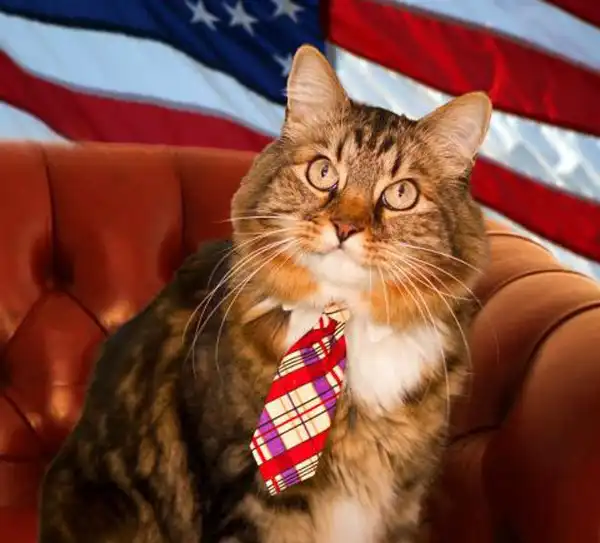 Кот-сенатор.