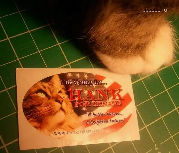 Кот-сенатор.