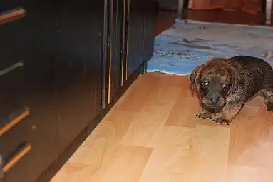 Щенки комнатной собачки