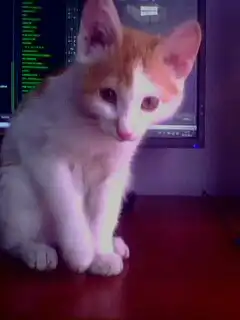 Молодой котёнок ищет своих новых хозяев.