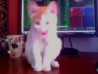 Молодой котёнок ищет своих новых хозяев.