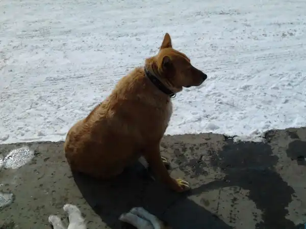 Умоляю, помогите спасти!