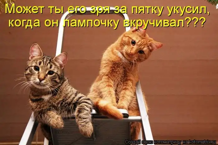 Лучшие котоматрицы недели