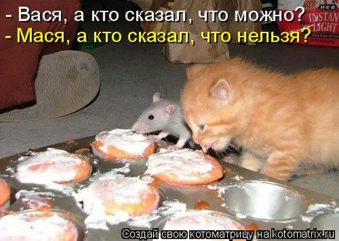 Лучшие котоматрицы недели