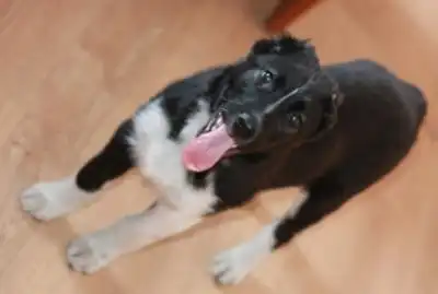 Щенок с непростой судьбой!