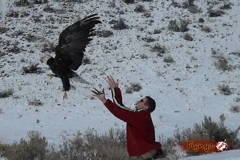 Столкновение с орлом