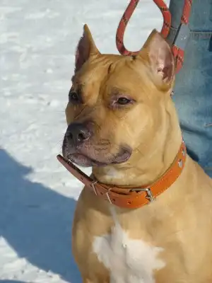 Пито-стафф Дези в добрые руки