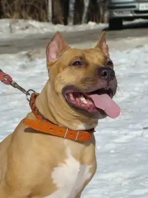 Пито-стафф Дези в добрые руки