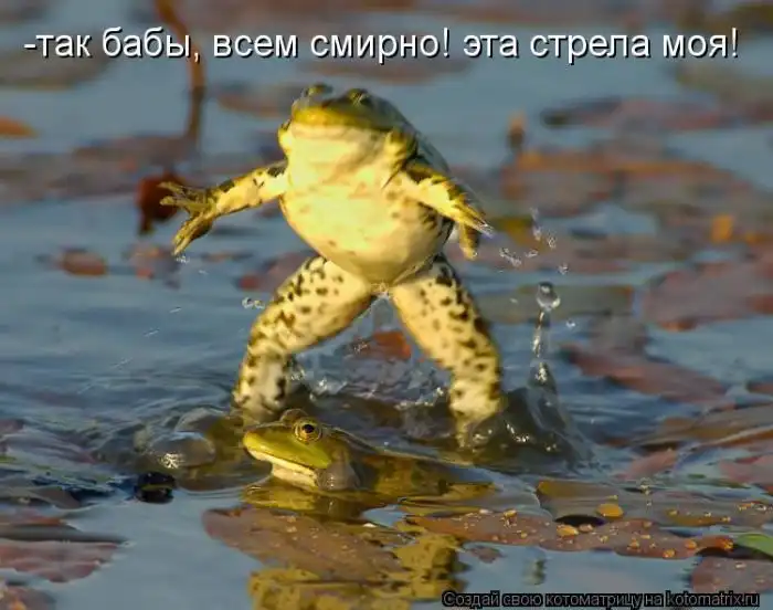 Лучшие котоматрицы недели