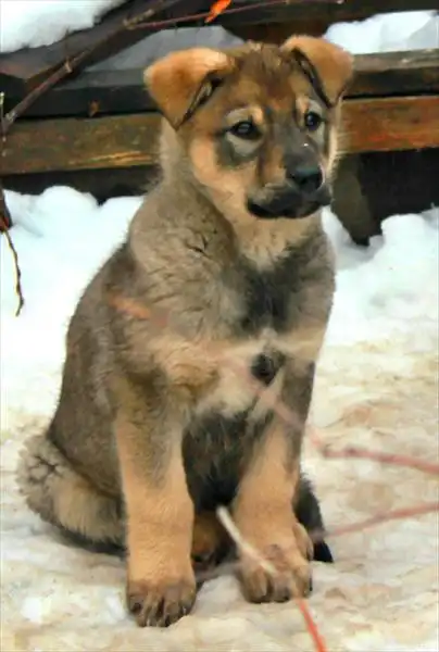 Красивый щенок на охрану