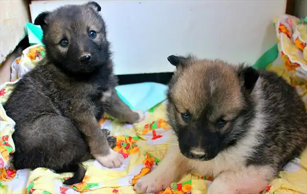 Щенки ищут хозяев