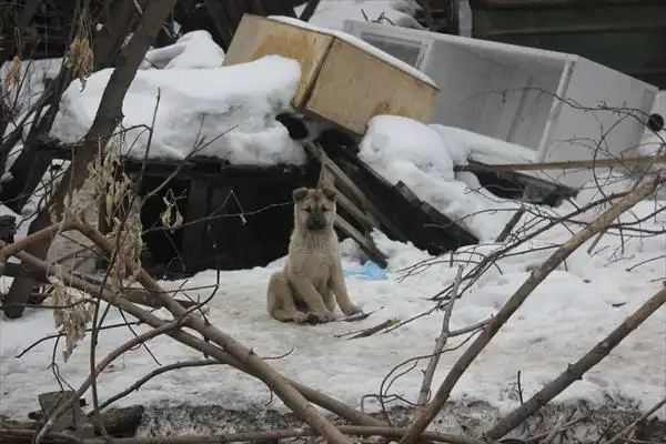 Щенки в добрые руки, SOS!!!