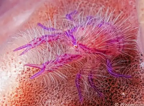 Гламур в мире животных