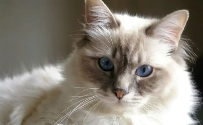 Дмитрий Медведев потерял кота