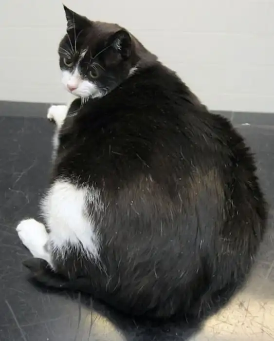 Располневшие животные