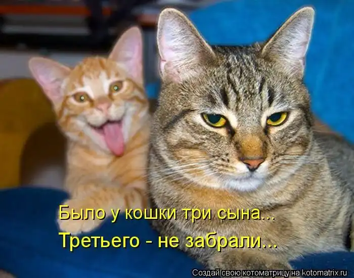 Лучшие котоматрицы недели