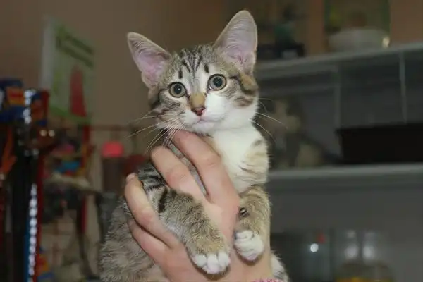 Мурзик 3 мес.