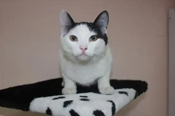 Котик Цыпа 4 мес.