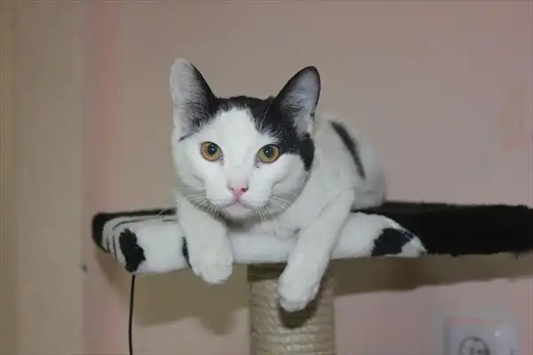 Котик Цыпа 4 мес.