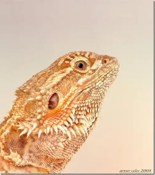 Мир маленьких животных и насекомых