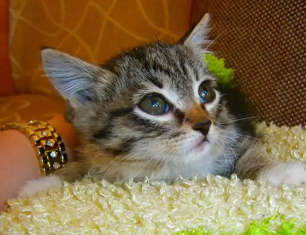 Девочка, 3 месяца