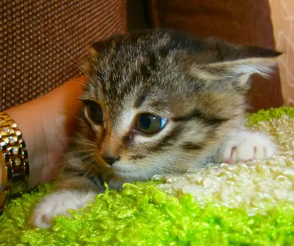 Девочка, 3 месяца