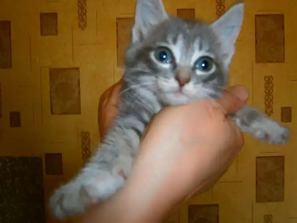 Дымчатая девочка, 2,5 месяца