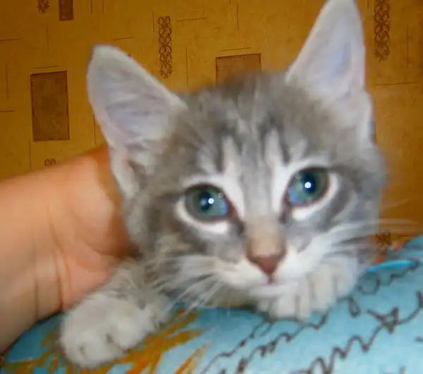 Дымчатая девочка, 2,5 месяца