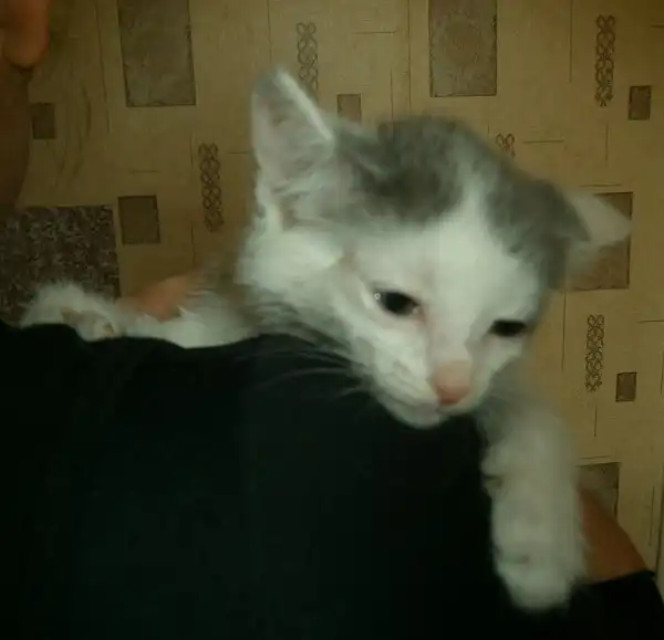 Девочка с грустными глазками, 2,5 месяца