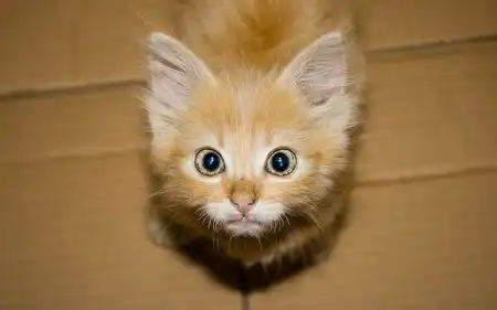 Смешные животные