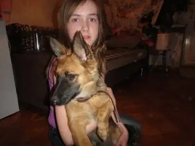 Найщен щенок - ищем старых хозяев!