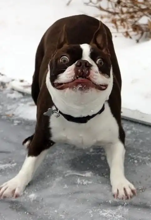 Смешные собаки