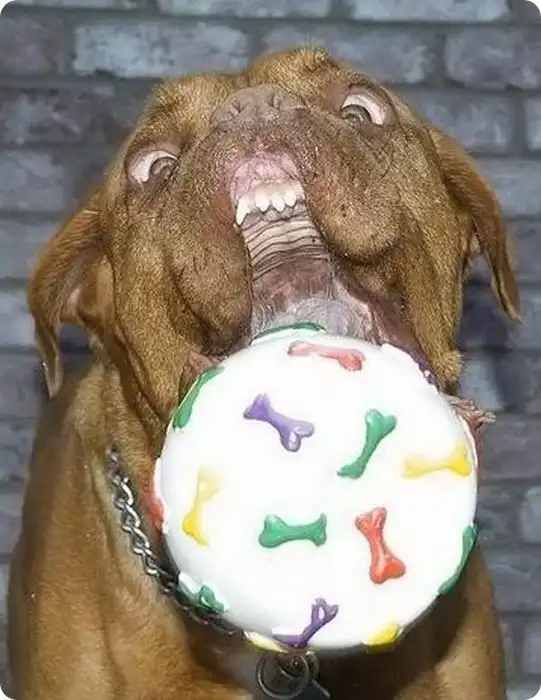 Смешные собаки