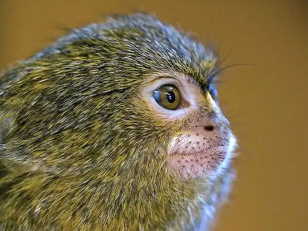 Карликовая мартышка