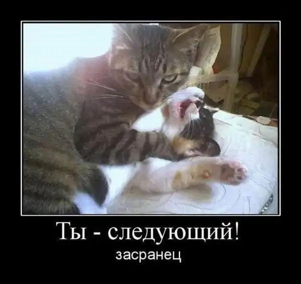 Разносторонняя подборка by Senny #30