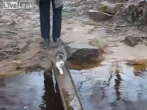 Переправа кота через ручей