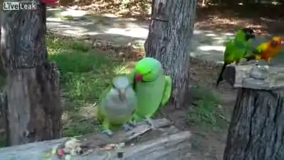 Как попугай заигрывает к своей избраннице