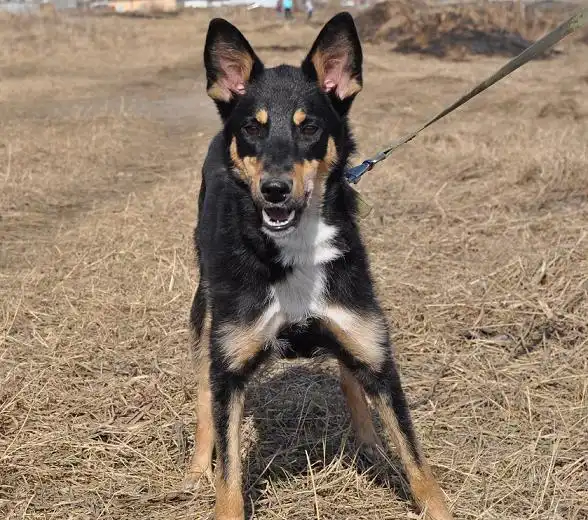 Прада, идеальная собака для дома и семьи!