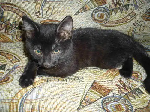 Котенок Шакира (2мес)