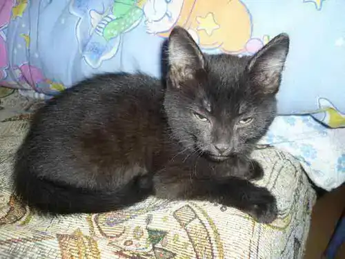 Котенок Шакира (2мес)