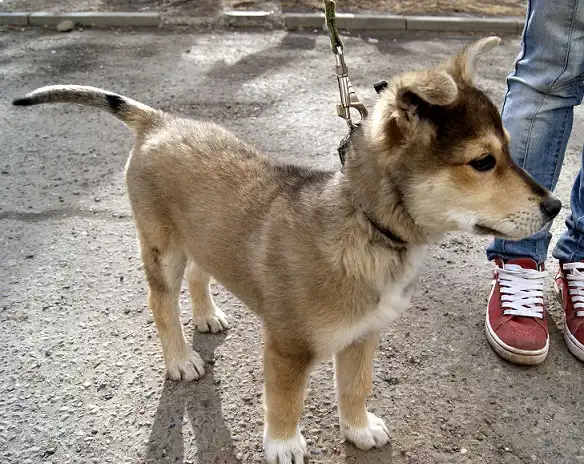 Отдам в хорошие руки щенка Кирюшу