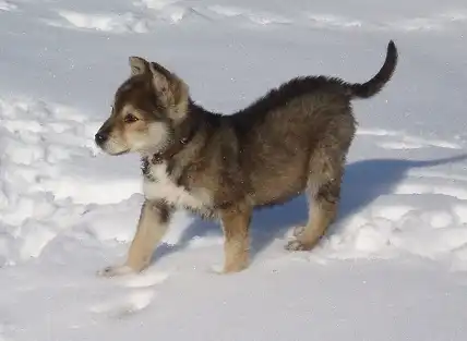 Отдам в хорошие руки щенка Кирюшу