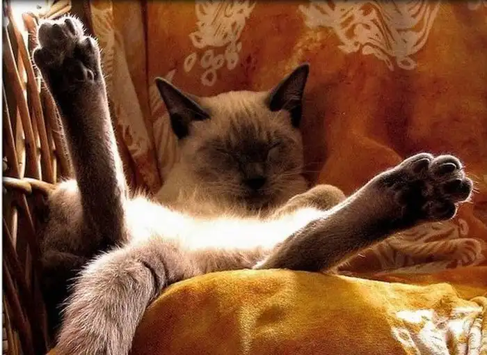 Спящие коты